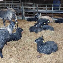De schattige knuffelschapen