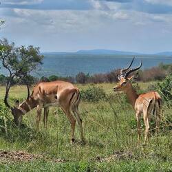 Impala antelope