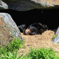 Lazy bear