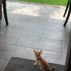 The tiny kitten who sat at my feet for every meal