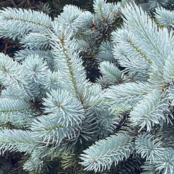 A Christmas tree complete with snow leaves