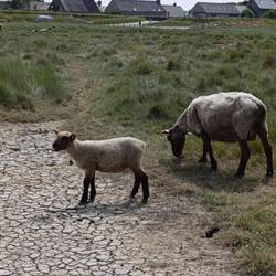 Endlich mal Salzwiesenschafe aus der Nähe 🐑
