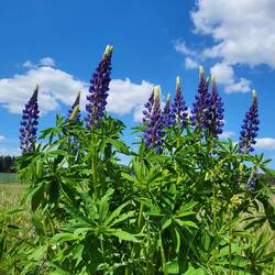Ich liebe Lupinen!
