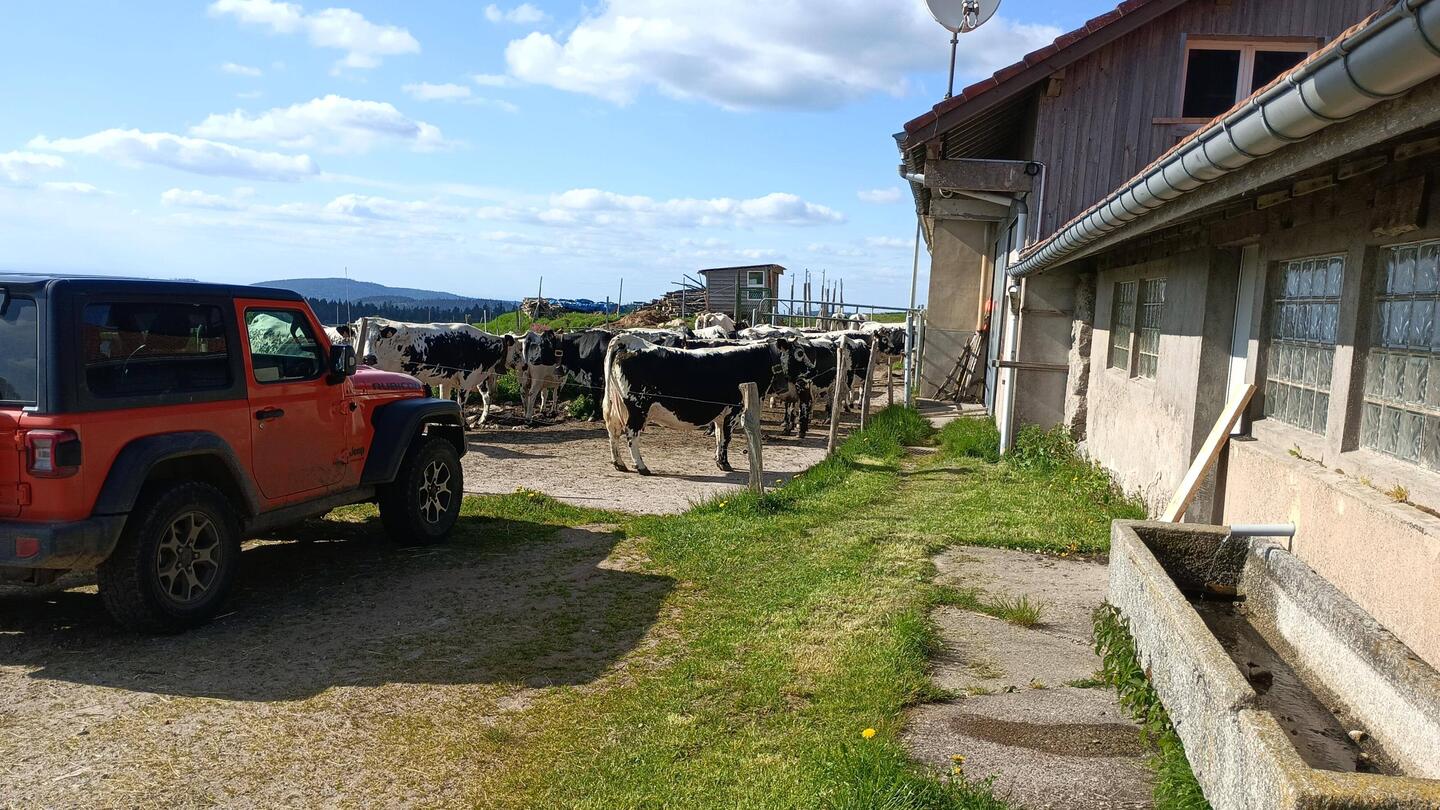 Kühe vor unserer Herberge