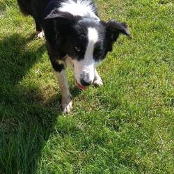 Süßer Hund der Herberge