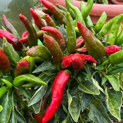 Die Chilis 🌶️ sind schon reif