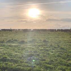 Hundreds of buffalo