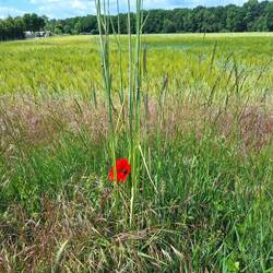 Landschaft mit Mohn