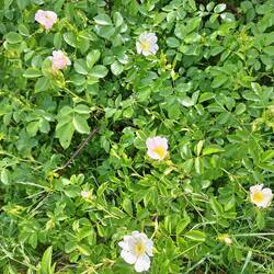 Überall blühen die Hundsrosen