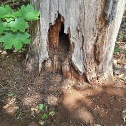 Heute sind überall die Ameisen 🐜 🐜 aktiv