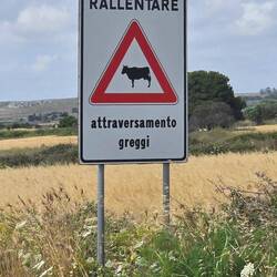 Greggi = cow?