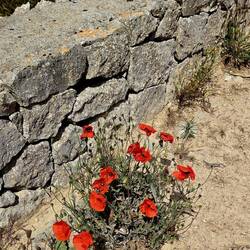 These dazzling red poppies abound