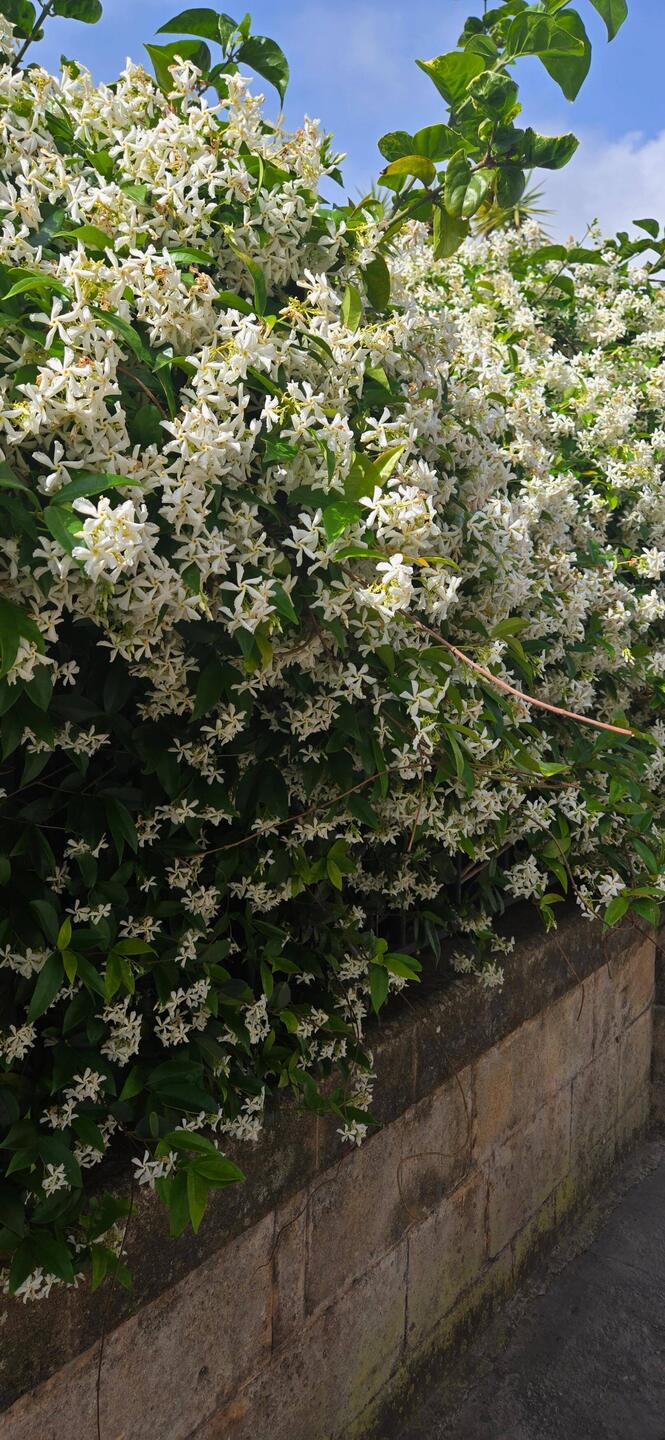Spilling over walls, perfumed jasmine everywhere