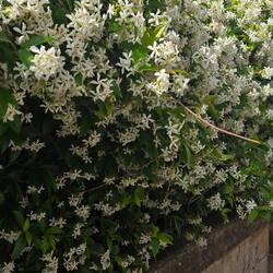 Spilling over walls, perfumed jasmine everywhere