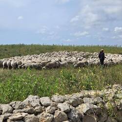 Flock of sheep