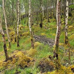 En al die mosbulten tussen de bomen waren ook prachtig.