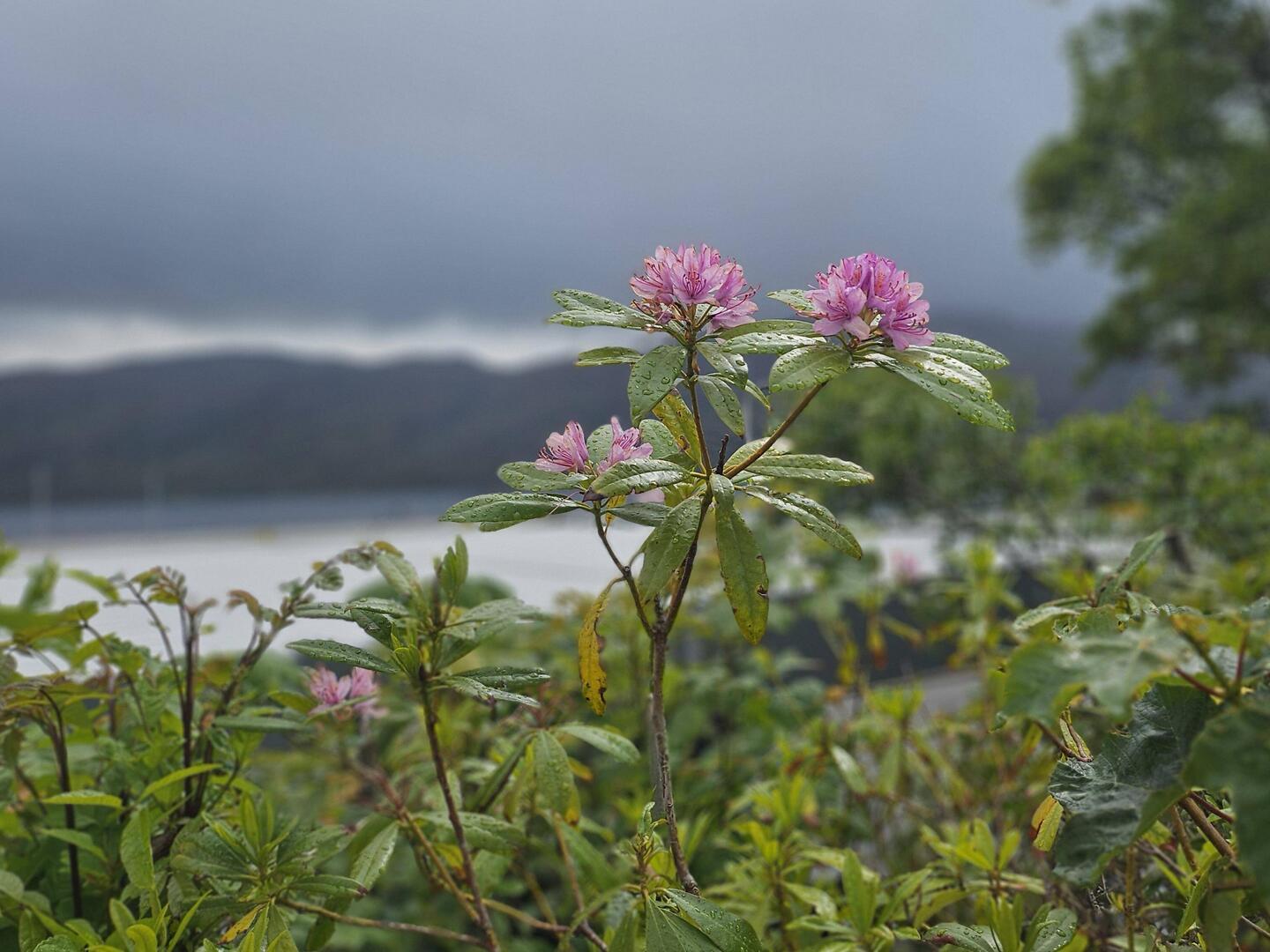 Bijkomstigheid van regen: mooi bedruppelde bloemetjes.