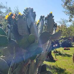 mehrfarbig blühender Riesenkaktus