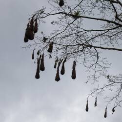 Vogelnesten