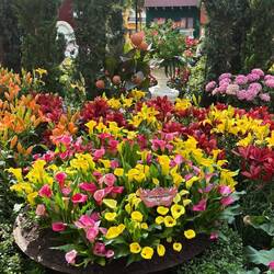 Flower Dome
