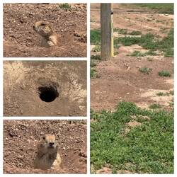 Ich hätte stundenlang beobachten können, es waren bestimmt um die 30 Erdmännchen