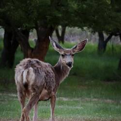 Unsere Nachbarn am Campground
