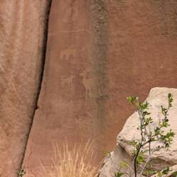 .. Ziege mit anderem Getier.