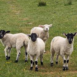 Lambs