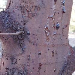 Das Harz der Eukalyptusbäume ist essbar (leicht süß), brennt aber lm Sommer fast explosionsartig.