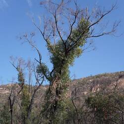 Nach Buschbränden bildet der Eukalyptus zunächst seitliche Triebe, bevor eine neue Krone entsteht.