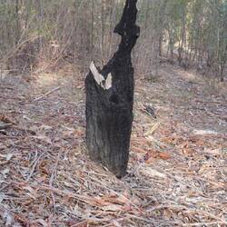 Reste des letzten Brandes.