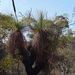 Grass Tree, sie blühen als erste direkt nach den Bränden.