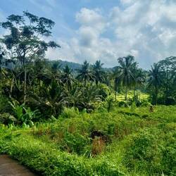 Une cueilleuse de piments au fond à droite 🌶️