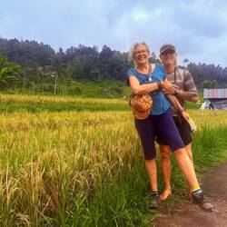 Le riz est prêt à être ramassé...