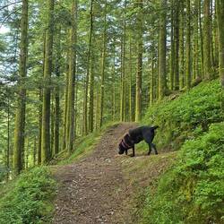 Niska loved the walking trails in the mountains