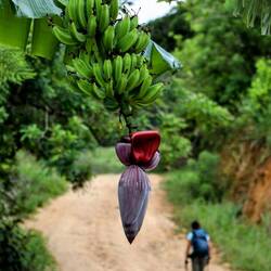 Hike to Cerro Tute Mountain.