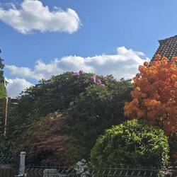 Colourful village gardens