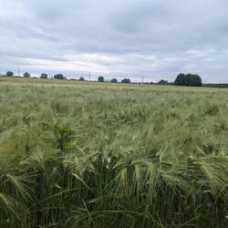 Gerstenfelder dürfen nicht fehlen