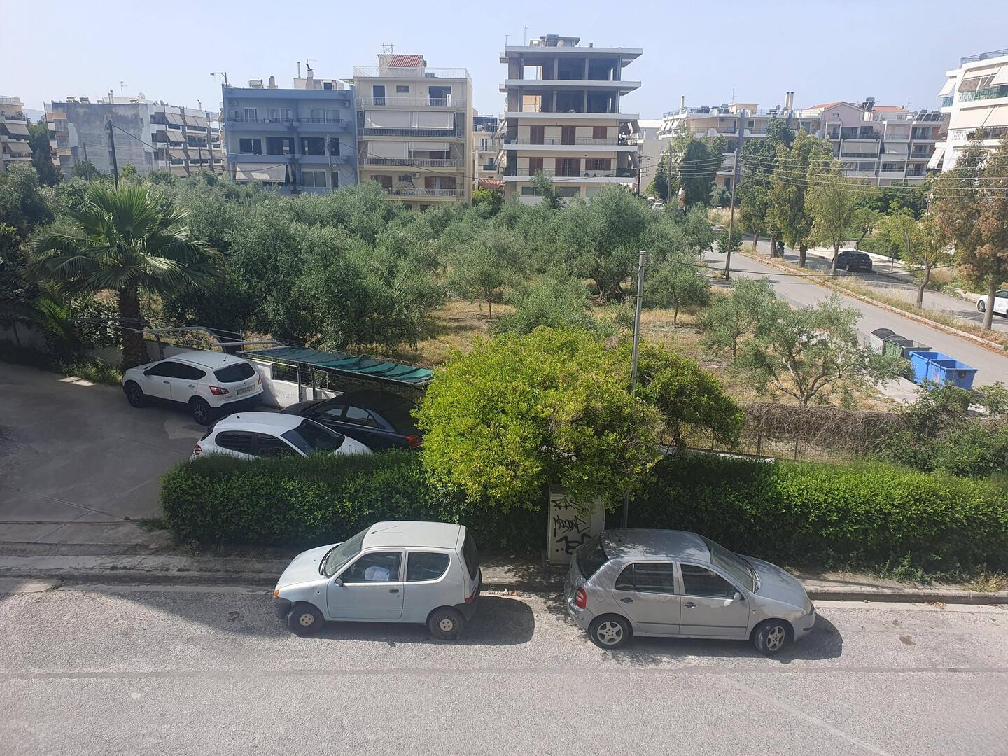 Olive grove across the road from our apartment.