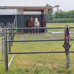 De paarden op de camping zijn de regen ook zat.