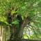 Huge, beautiful trees at Cawdor