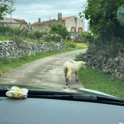 Ein Schaf auf der Straße