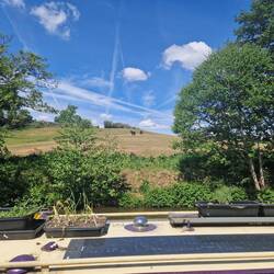 Views of horses on the hill