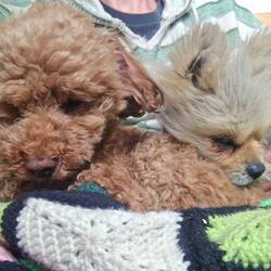 These two snuggle pups had a busy day