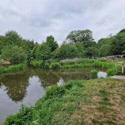 The winding hole at the end of Leek Branch with the River Churnet flowing in on the left
