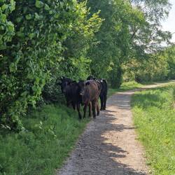 Four bullocks got loose on the towpath