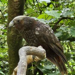 Kaka posing for a closeup.