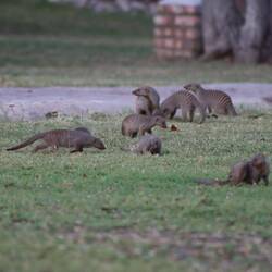 Eine Gruppe Mangusten zieht abends über den Campingplatz...