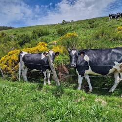 Magnifiques vaches auvergnates