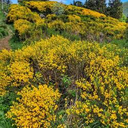 Plateau du Guéry, genêts en fleurs